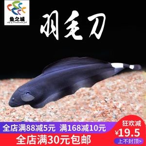 羽毛刀魚苗生長階段飼料選擇：羽毛刀魚苗飼料品牌推薦羽毛刀魚苗飼料喂養(yǎng)技巧 其他寵物 第4張