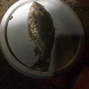 雪鯽魚(yú)腸炎病治療方法：雪鯽魚(yú)腸炎病的治療方法 其他寵物 第6張