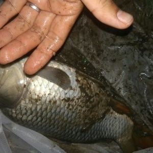 雪鯽魚(yú)腸炎病治療方法：雪鯽魚(yú)腸炎病的治療方法 其他寵物 第4張