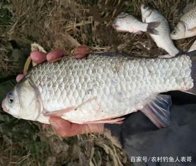 雪鯽魚(yú)腸炎病治療方法：雪鯽魚(yú)腸炎病的治療方法 其他寵物 第2張