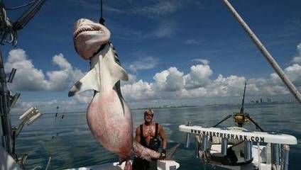 如何安全捕撈球鯊魚：在捕撈球鯊魚時安全是首要考慮的因素以下關(guān)鍵步驟和建議 其他寵物 第6張