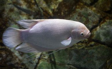 招財(cái)魚繁殖水溫控制技巧：招財(cái)魚的繁殖水溫控制技巧 其他寵物 第1張