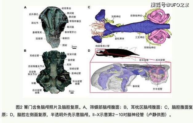 肉鰭魚類的演化歷程：肉鰭魚類演化歷程