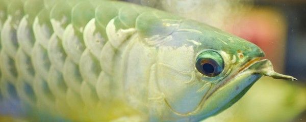 六角恐龍魚飼料吃進去又吐出來正常嗎：六角恐龍魚吃了飼料后又吐了出來，可能是多種原因引起的