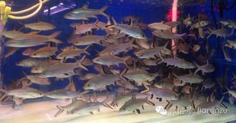 天津水族批發(fā)市場商家聯(lián)系方式：天津水族批發(fā)市場交通指南 其他寵物 第4張