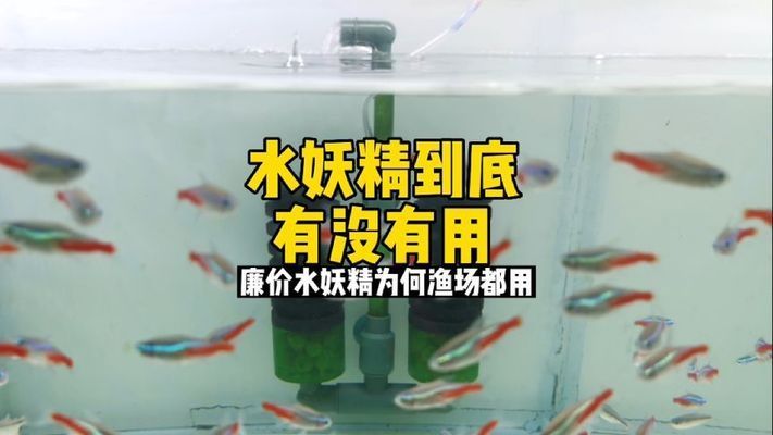 水妖精過濾效果評估：水妖精濾材選擇指南 其他寵物 第1張