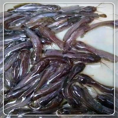 埃及魚苗價格影響因素：埃及魚苗價格受多重因素影響