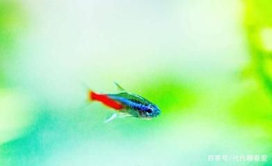 紅綠燈魚適宜水溫范圍：紅綠燈魚最佳飼養(yǎng)環(huán)境,如何預(yù)防紅綠燈魚疾病,紅綠燈魚適應(yīng)期管理方法 其他寵物 第5張