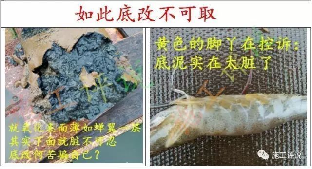 夏季魚池水質(zhì)管理要點：夏季魚池水質(zhì)管理 其他寵物 第2張