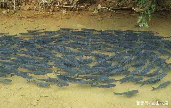 夏季魚池水質(zhì)管理要點：夏季魚池水質(zhì)管理 其他寵物 第3張