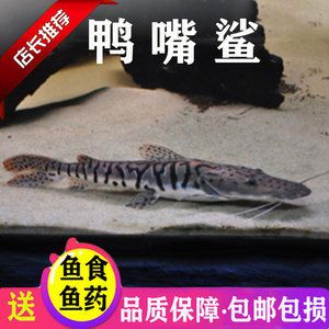 如何判斷鴨嘴鯊魚食物新鮮：如何判斷鴨嘴鯊魚食物新鮮度 其他寵物 第4張