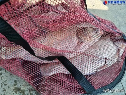 泰龐海鰱魚釣法視頻教程：泰龐海鰱魚最佳釣點推薦，泰龐海鰱魚餌料選擇技巧 其他寵物 第1張