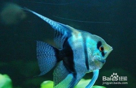 神仙魚(yú)繁殖期間飼料選擇：神仙魚(yú)在繁殖期間的飼料選擇對(duì)于親魚(yú)的健康和提高繁殖成功率至關(guān)重要 其他寵物 第5張