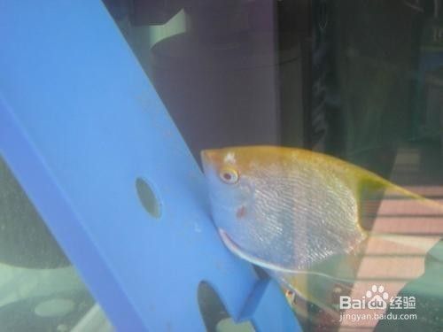 神仙魚(yú)繁殖期間飼料選擇：神仙魚(yú)在繁殖期間的飼料選擇對(duì)于親魚(yú)的健康和提高繁殖成功率至關(guān)重要 其他寵物 第4張