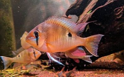 神仙魚(yú)繁殖期間飼料選擇：神仙魚(yú)在繁殖期間的飼料選擇對(duì)于親魚(yú)的健康和提高繁殖成功率至關(guān)重要 其他寵物 第6張