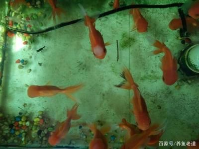 招財(cái)貓魚(yú)繁殖環(huán)境要求：招財(cái)貓魚(yú)的繁殖環(huán)境要求 其他寵物 第4張