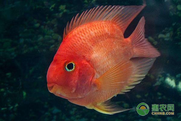 龍魚喂多少蝦比較好：龍魚喂食蝦的量應(yīng)根據(jù)其大小和健康狀況來調(diào)整 水族問答 第1張