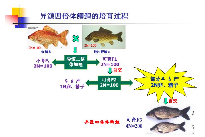 鯽魚繁殖水溫波動應(yīng)對策略：紅鯽魚繁殖季節(jié)疾病預(yù)防措施搭建方法詳解鯽魚繁殖季節(jié)疾病預(yù)防措施 其他寵物 第4張