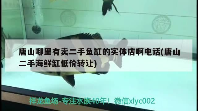 馬拉莫寶石魚繁殖缸適宜水溫：寶石魚繁殖缸適宜水溫 其他寵物 第3張