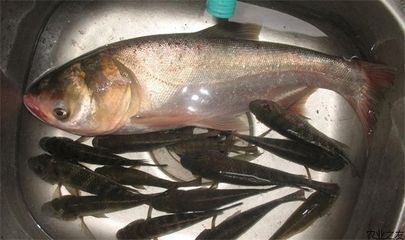 泰龐海鰱魚(yú)繁殖方式探究：泰龐海鰱魚(yú)的繁殖行為及其繁殖方式及其繁殖方式的探究 其他寵物 第1張