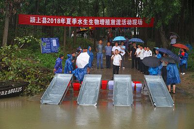 如何判斷魚(yú)苗是否健康：判斷魚(yú)苗健康的方法 其他寵物 第4張