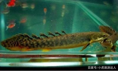 象鼻魚(yú)發(fā)電器官的電壓控制機(jī)制：象鼻魚(yú)發(fā)電器官電壓控制機(jī)制 其他寵物 第5張