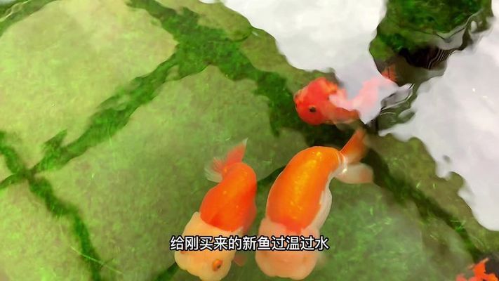 銀古魚苗隔離新魚操作：如何在銀古魚苗的養(yǎng)殖過程中進(jìn)行新魚苗的隔離