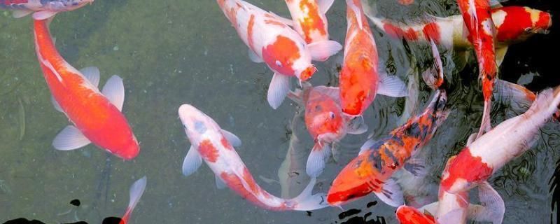 如何判斷錦鯉魚(yú)是否性成熟：判斷錦鯉魚(yú)是否性成熟的方法，錦鯉魚(yú)繁殖期的飼養(yǎng)要點(diǎn)