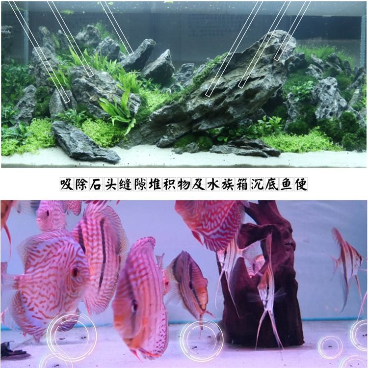 水族箱底沙清潔方法：水族箱底沙的清潔對(duì)于維護(hù)水質(zhì)和魚(yú)類(lèi)健康至關(guān)重要 其他寵物 第2張