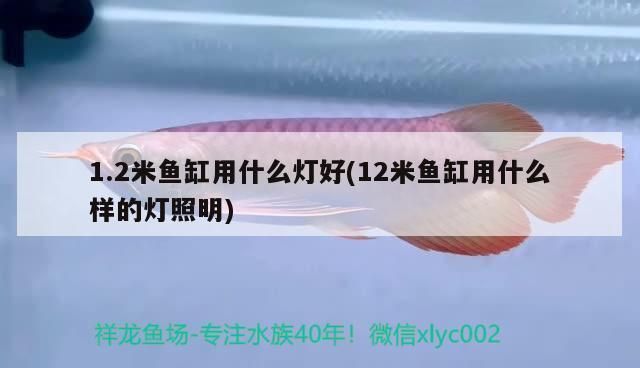 野彩魚繁殖缸照明方案：適用于野彩魚繁殖缸的照明方案， 其他寵物 第2張