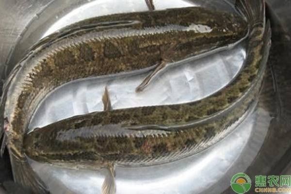 黑桃A魚苗飼料保存方法介紹：黑桃a魚苗飼料保質(zhì)期查詢 其他寵物 第3張