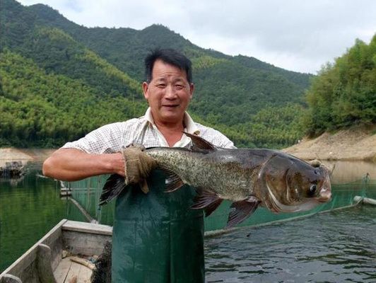 泰龐海鰱魚飼料營養(yǎng)需求：泰龐海鰱魚幼魚飼料配比 其他寵物 第1張