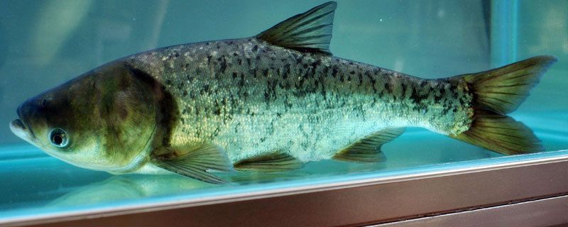 泰龐海鰱魚飼料營養(yǎng)需求：泰龐海鰱魚幼魚飼料配比 其他寵物 第2張