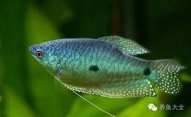 龍魚喂林蛙：如何正確處理和儲存林蛙 水族問答 第2張