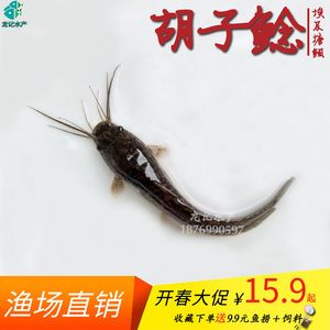 塘鲺魚苗飼料選擇指南：塘鲺魚苗飼料選擇指南,塘鲺魚苗常見疾病預防方法 其他寵物 第4張