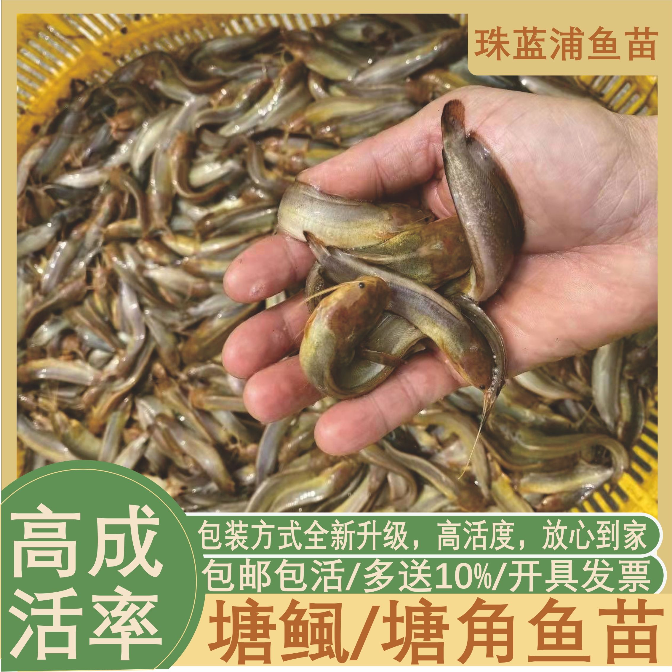 塘鲺魚苗飼料選擇指南：塘鲺魚苗飼料選擇指南,塘鲺魚苗常見疾病預防方法 其他寵物 第6張