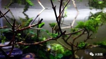 龍魚喂林蛙的好處和壞處：龍魚喂食林蛙有什么好處？ 水族問答 第1張