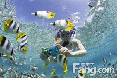 鯊魚觀賞旅游的經(jīng)濟(jì)效益：鯊魚觀賞旅游的安全措施有哪些鯊魚觀賞旅游的安全措施