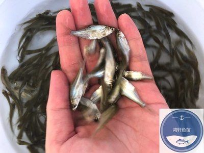 魚苗疾病預防的最佳實踐：魚苗疾病預防的最佳實踐包括以下幾個方面包括以下幾個方面 其他寵物 第3張