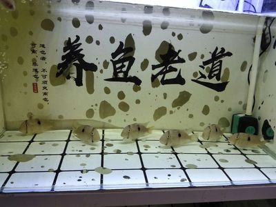 和尚魚(yú)繁殖后如何管理水質(zhì)：和尚魚(yú)繁殖后的水質(zhì)管理 其他寵物 第3張