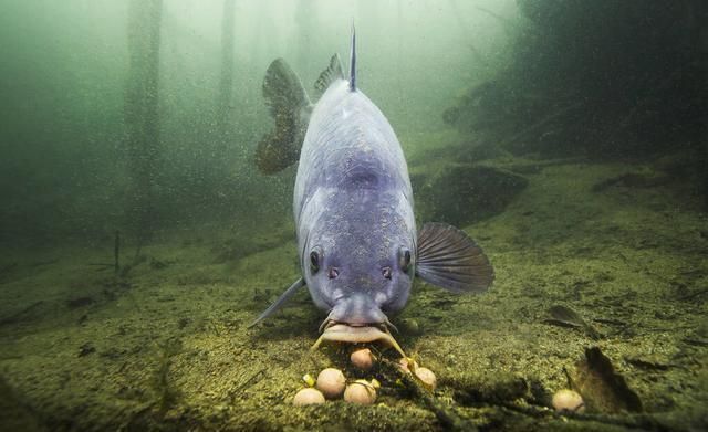 魚苗飼料防潮小妙招：魚苗飼料防潮小妙招，有效防止魚苗在飼料中受潮變質(zhì) 其他寵物 第5張