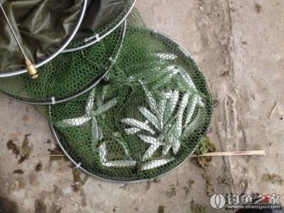 蘆葦叢釣魚安全防護(hù)措施：蘆葦叢釣魚應(yīng)急處理方法 其他寵物 第5張