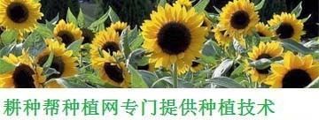 錨蟲(chóng)病的日常預(yù)防方法：錨蟲(chóng)病高發(fā)季節(jié)如何管理 其他寵物 第2張