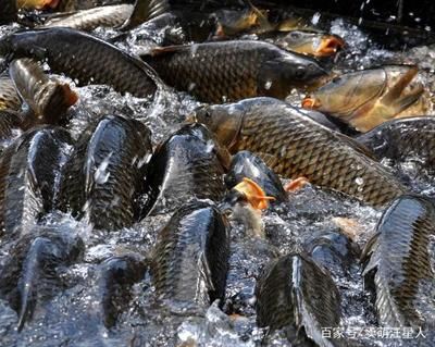 青龍魚飼料喂食時間安排：青龍魚最佳喂食時間段,青龍魚飼料選擇指南 其他寵物 第2張