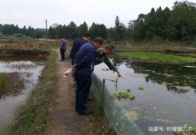 檸檬鯽繁殖水溫要求：檸檬鯽繁殖水溫管理案例：檸檬鯽繁殖水溫控制技巧