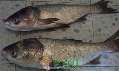 濾食性魚類飼料選擇：濾食性魚類飼料品牌推薦 其他寵物 第3張