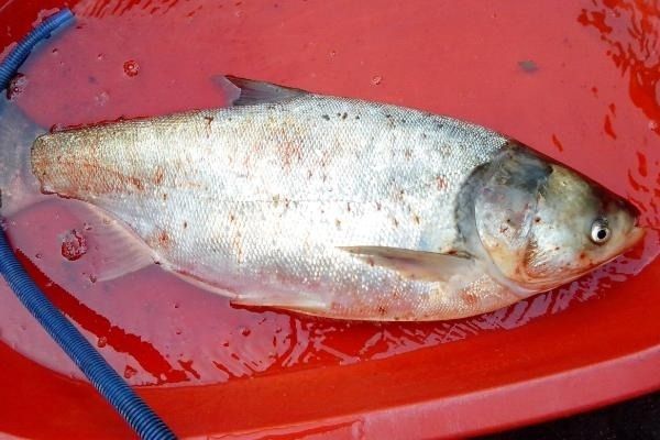 濾食性魚類飼料選擇：濾食性魚類飼料品牌推薦 其他寵物 第4張