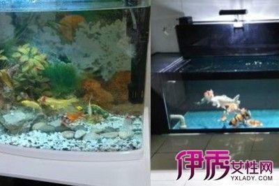 黑云魚養(yǎng)殖密度控制技巧：黑云魚養(yǎng)殖密度控制技巧黑云魚養(yǎng)殖水質管理要點 其他寵物 第4張