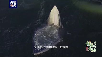 大嘴鯨魚繁殖成功率提升方法：大嘴鯨魚繁殖成功率提升方法包括優(yōu)化繁殖成功率的方法