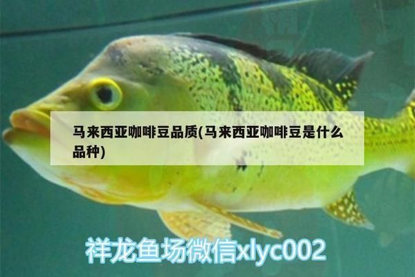 馬來西亞咖啡豆的品鑒指南：鑒賞馬來西亞咖啡豆